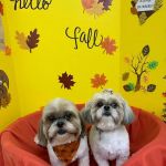 Petsburgh Pet Care