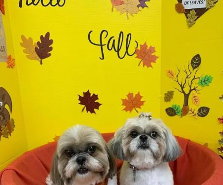Petsburgh Pet Care