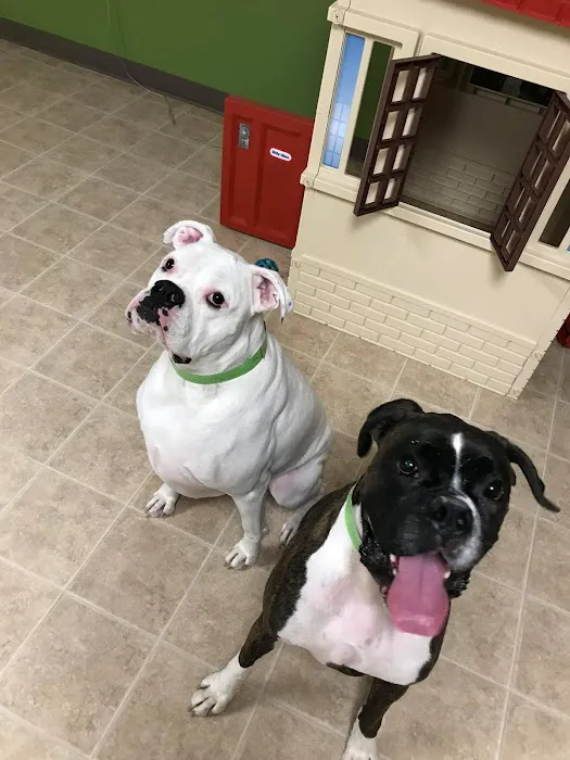 Petsburgh Pet Care Picture 3