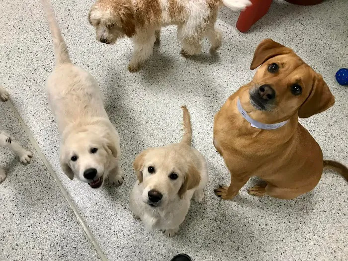 Petsburgh Pet Care Picture 7