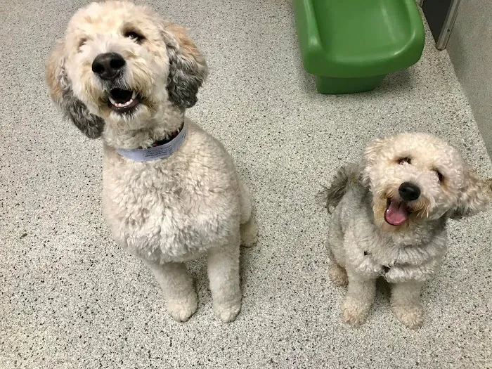 Petsburgh Pet Care Picture 2