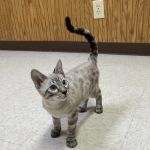 Battle Ground Veterinary Clinic, PC
