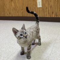Battle Ground Veterinary Clinic, PC ico