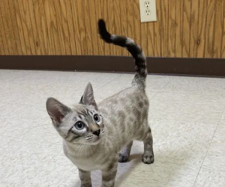 Battle Ground Veterinary Clinic, PC