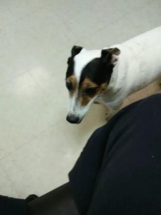 Battle Ground Veterinary Clinic, PC Picture 3