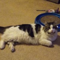 Cass County Animal Hospital ico