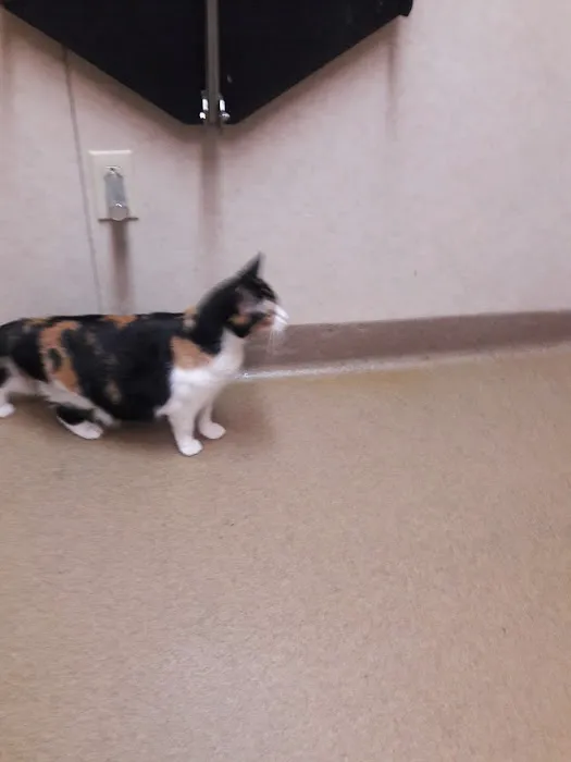 Cass County Animal Hospital Picture 7