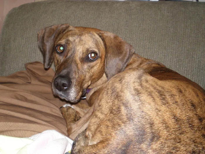 Cass County Animal Hospital Picture 8