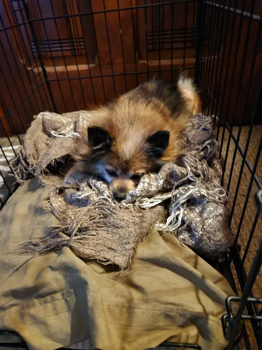 Animal Hospital of Logansport Picture 2
