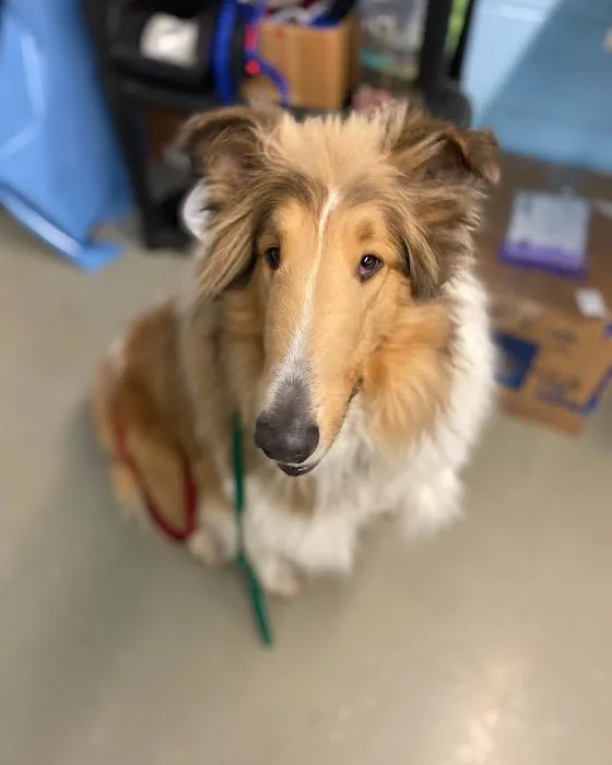 Northeast Animal Clinic Picture 4