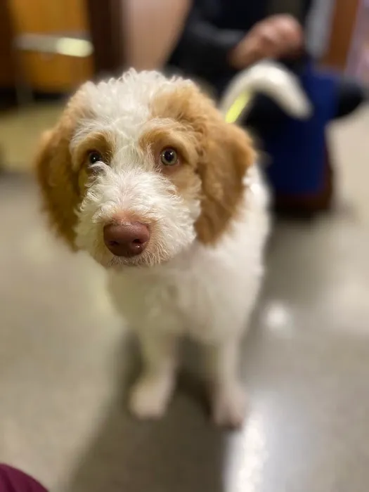 Northeast Animal Clinic Picture 1