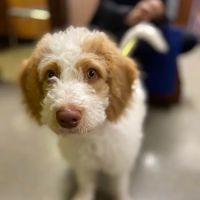 Northeast Animal Clinic ico