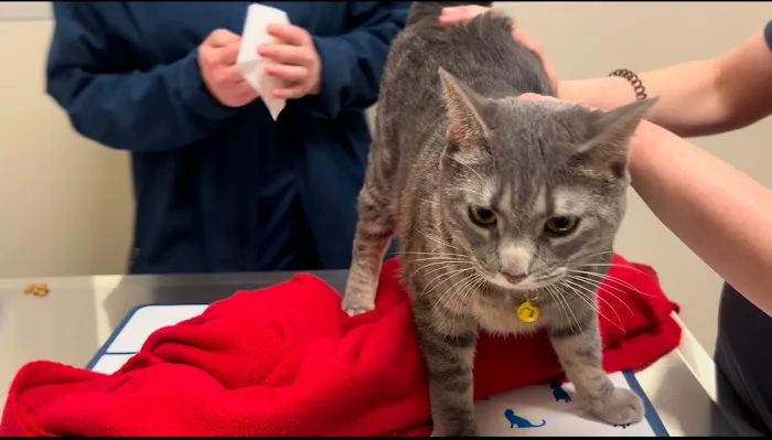 Vetco Total Care Animal Hospital Picture 2