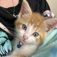Vetco Total Care Animal Hospital ico