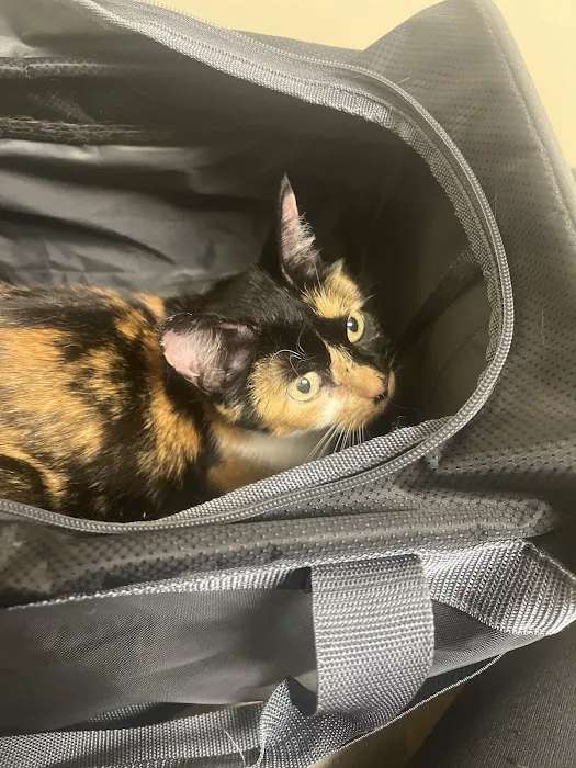 Vetco Total Care Animal Hospital Picture 8