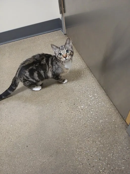 Vetco Total Care Animal Hospital Picture 7