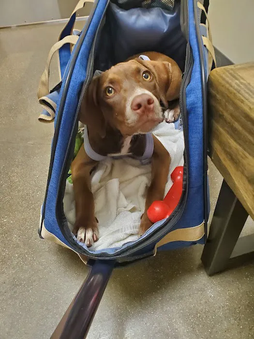 Vetco Total Care Animal Hospital Picture 10