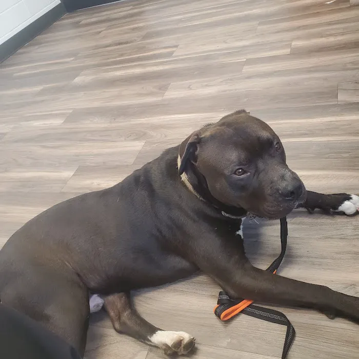 Lansing Animal Hospital Picture 8