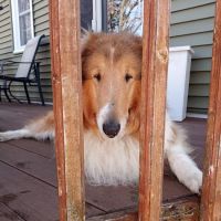 Lansing Animal Hospital ico
