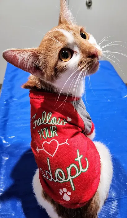 Homewood Veterinary Care Picture 1