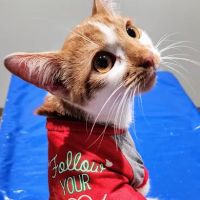 Homewood Veterinary Care ico