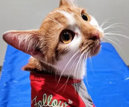 Homewood Veterinary Care