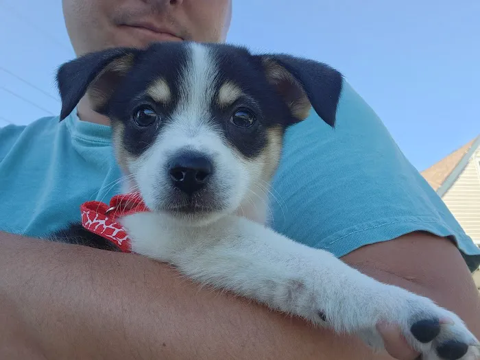 Hammond Pet Hospital Picture 9