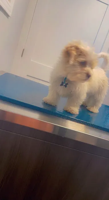 Hammond Pet Hospital Picture 4