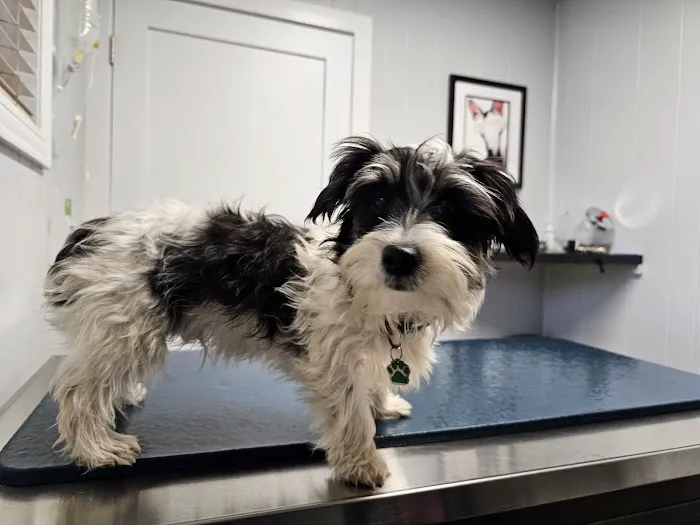 Hammond Pet Hospital Picture 1