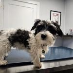 Hammond Pet Hospital