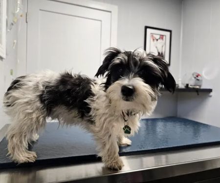 Hammond Pet Hospital