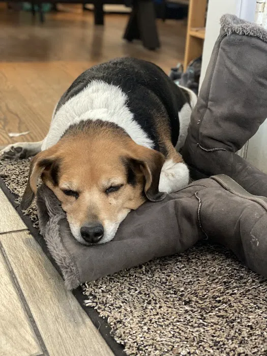Hammond Pet Hospital Picture 3