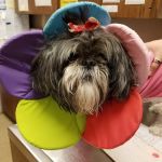 Ridge Animal Clinic