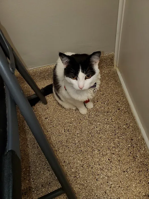 Ridge Animal Clinic Picture 8
