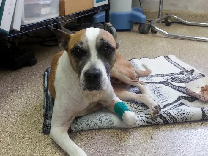 Ridge Animal Clinic Picture 10