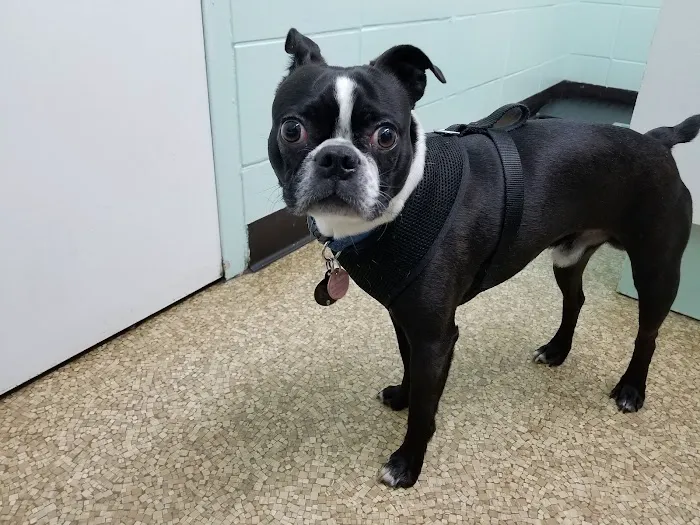 Woodmar Animal Clinic Picture 6