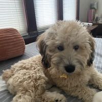 Woodmar Animal Clinic ico