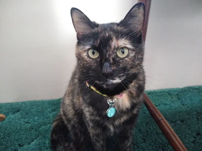 Woodmar Animal Clinic Picture 8