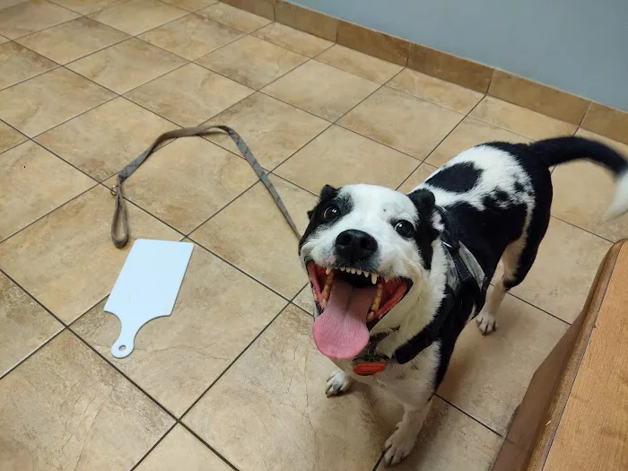 Humane Indiana Estelle Marcus Pet Clinic Picture 1