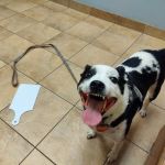 Humane Indiana Estelle Marcus Pet Clinic