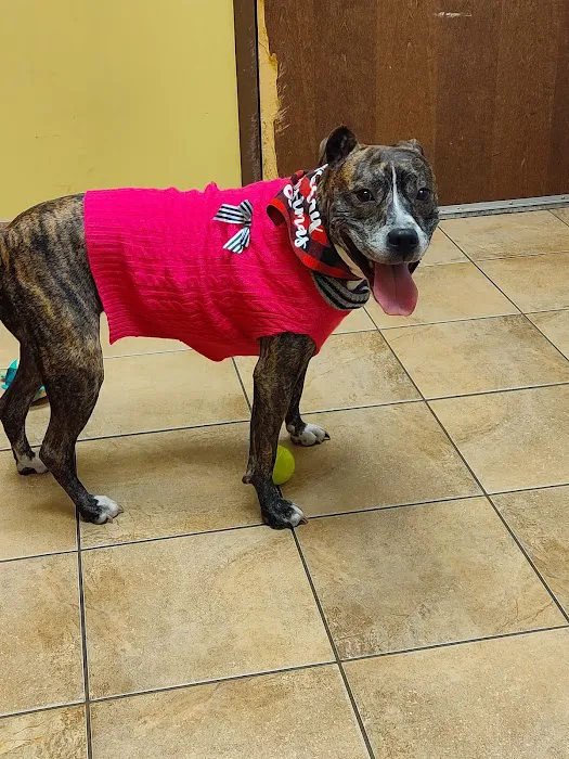 Humane Indiana Estelle Marcus Pet Clinic Picture 8