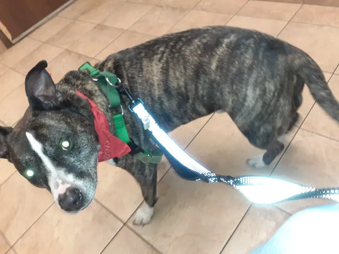 Humane Indiana Estelle Marcus Pet Clinic Picture 3