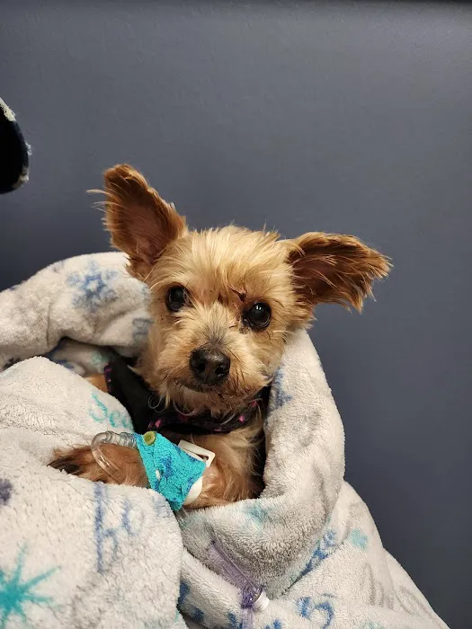 Emergency Veterinary Care Centers Picture 8