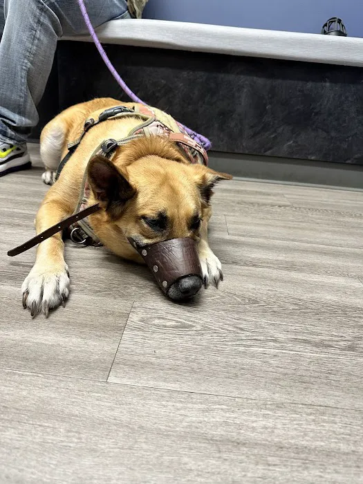 Emergency Veterinary Care Centers Picture 2