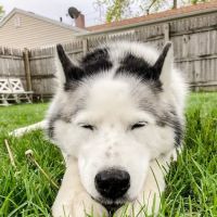 Emergency Veterinary Care Centers ico