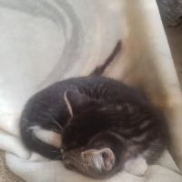 Glenwood Village Pet Hospital: Ramczyk Michelle DVM ico