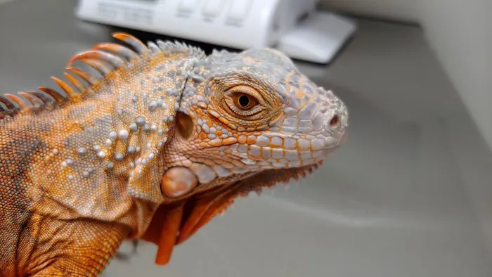 Glenwood Village Pet Hospital Picture 2