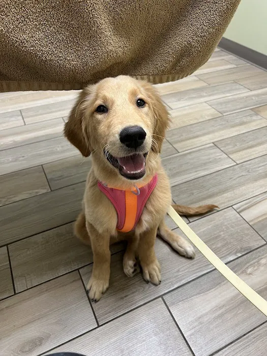 Glenwood Village Pet Hospital Picture 8