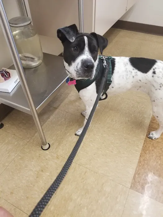 Highland Animal Hospital Picture 6