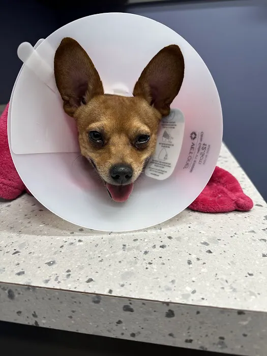 Highland Animal Hospital Picture 8